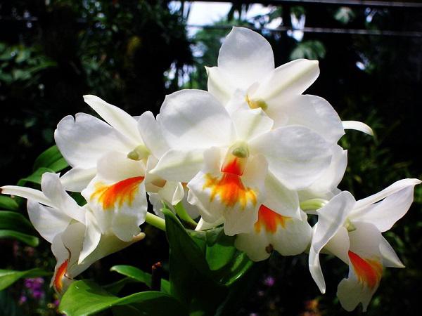 Hoa lan cattleya là thuốc nhóm loại hoa đẹp nhất hiện nay
